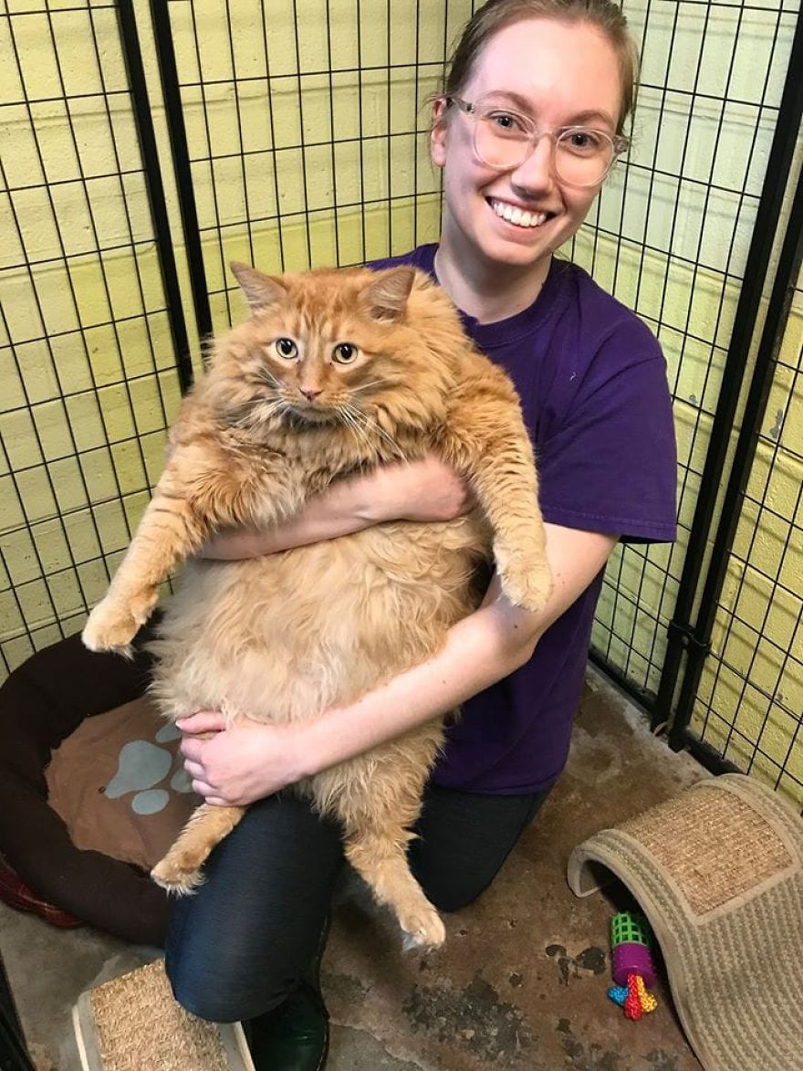 Meet Bazooka, An Overfed And Obese Cat Whose Life Changed Once He Met This Marathon Runner Meet Bazooka, An Overfed And Obese Cat Whose Life Changed Once He Met This Marathon Runner