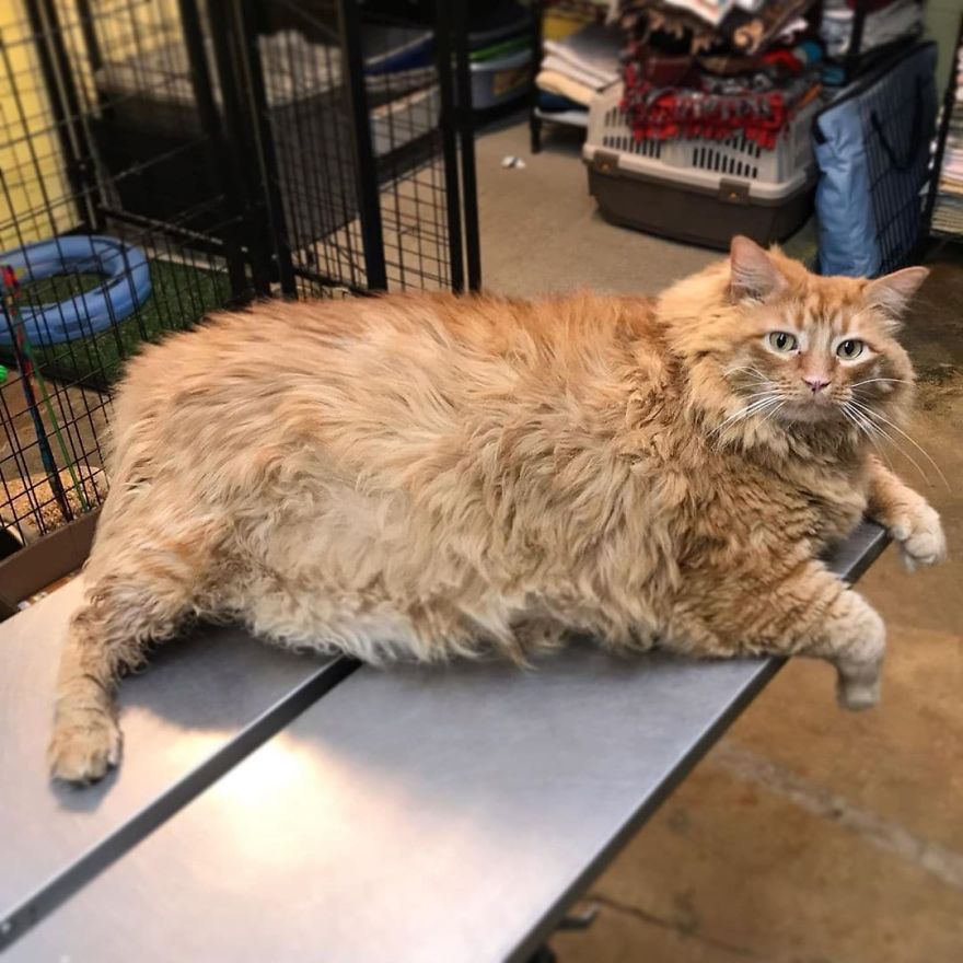Meet Bazooka, An Overfed And Obese Cat Whose Life Changed Once He Met This Marathon Runner Meet Bazooka, An Overfed And Obese Cat Whose Life Changed Once He Met This Marathon Runner