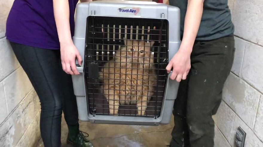 Meet Bazooka, An Overfed And Obese Cat Whose Life Changed Once He Met This Marathon Runner Meet Bazooka, An Overfed And Obese Cat Whose Life Changed Once He Met This Marathon Runner