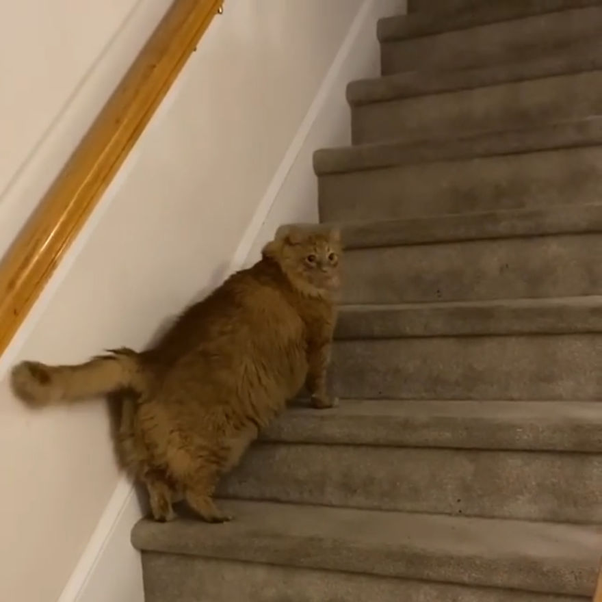 Meet Bazooka, An Overfed And Obese Cat Whose Life Changed Once He Met This Marathon Runner Meet Bazooka, An Overfed And Obese Cat Whose Life Changed Once He Met This Marathon Runner