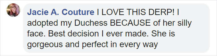 This Husky Who Was Rejected By A Breeder Because Of Her Funny Looks Is Now Going Viral This Husky Who Was Rejected By A Breeder Because Of Her Funny Looks Is Now Going Viral