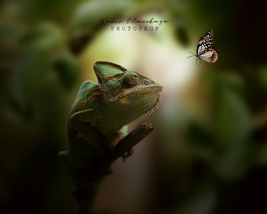 I Create Animal Photo Manipulations