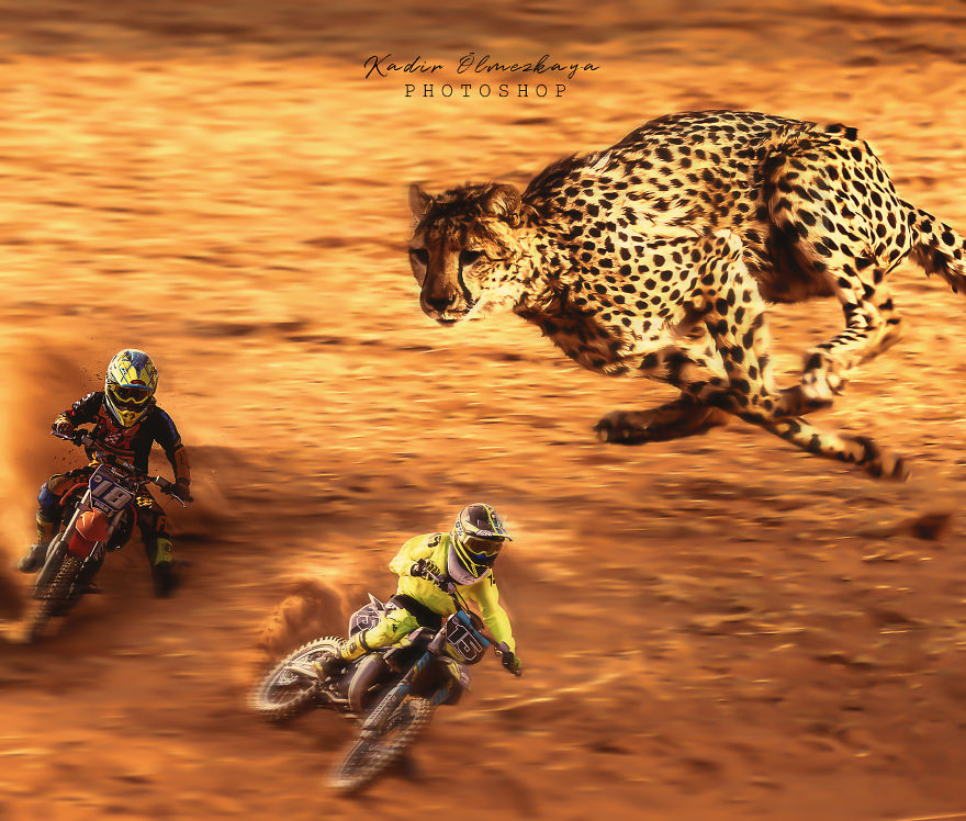 I Create Animal Photo Manipulations