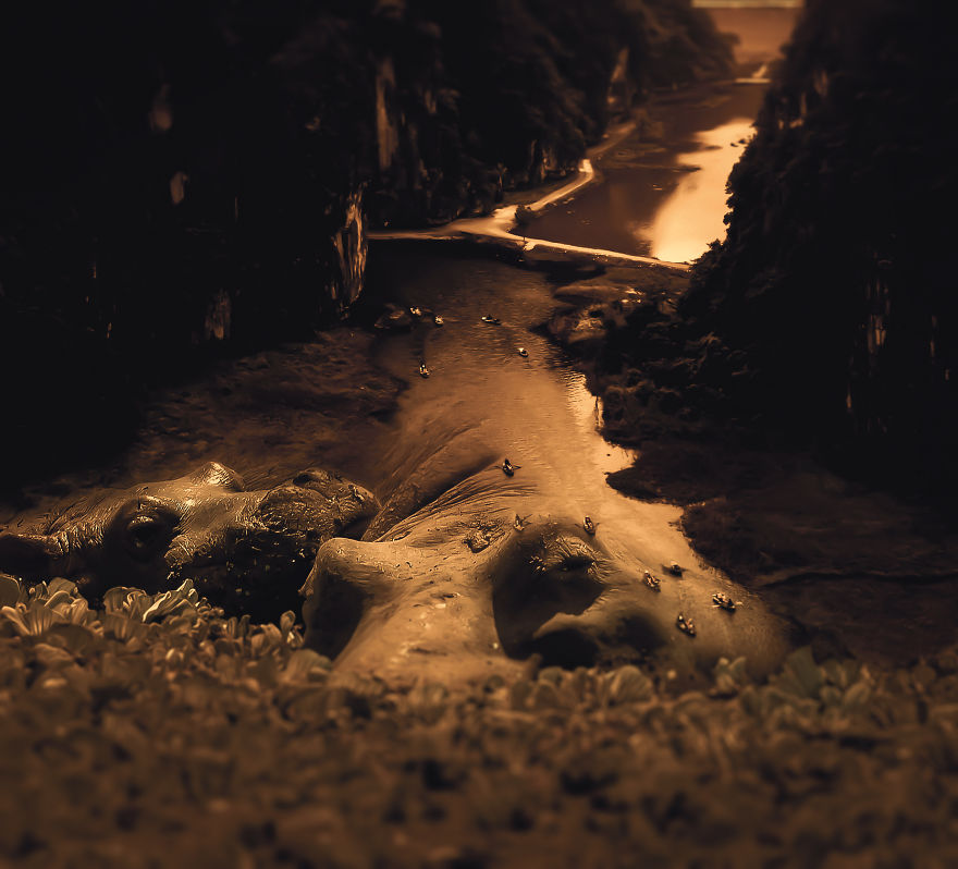 I Create Animal Photo Manipulations