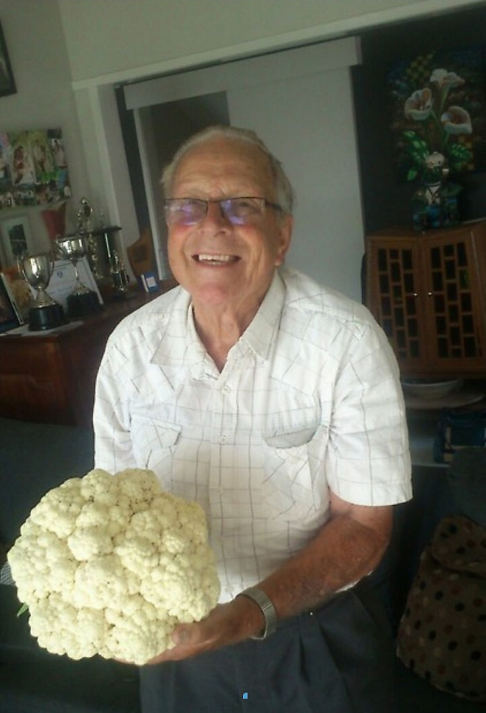My Granddad Just Called Me To Tell Me How Big His Cauliflowers Are Growing And It Was So Cute. "They're Twice As Big As The Ones You Get In The Shop"