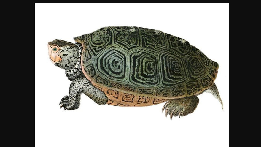 Save Me Not The Koalas Save Me Not The Koalas