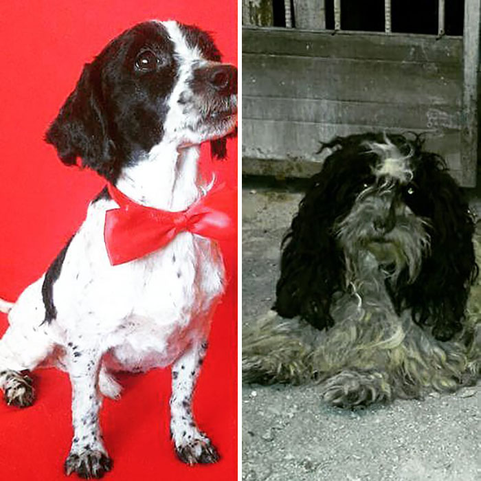 See 30 Before And After Dogs Rescued From The Streets By A Chilean Man