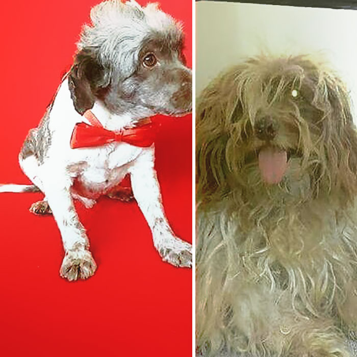 See 30 Before And After Dogs Rescued From The Streets By A Chilean Man