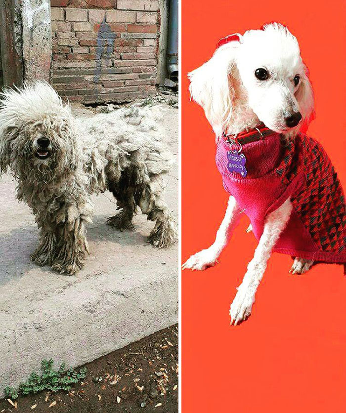 See 30 Before And After Dogs Rescued From The Streets By A Chilean Man