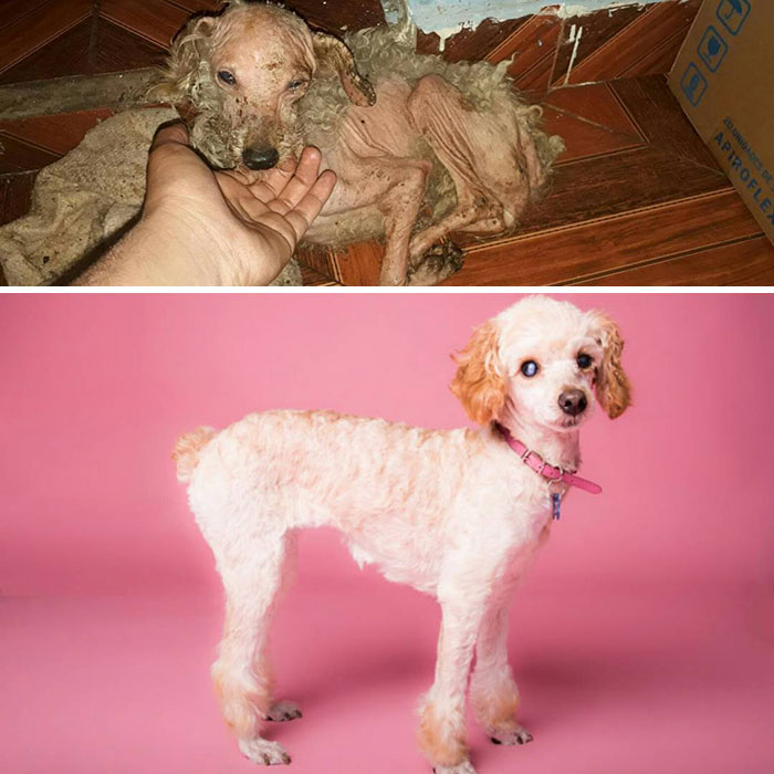 See 30 Before And After Dogs Rescued From The Streets By A Chilean Man