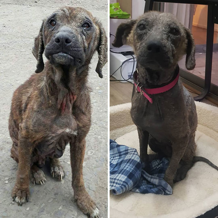 See 30 Before And After Dogs Rescued From The Streets By A Chilean Man