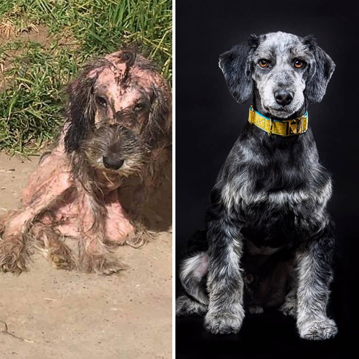 See 30 Before And After Dogs Rescued From The Streets By A Chilean Man