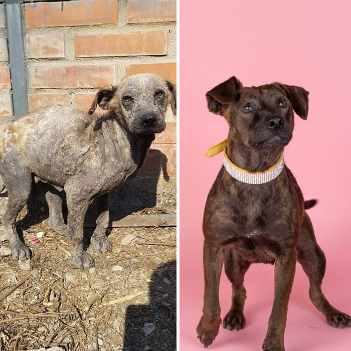See 30 Before And After Dogs Rescued From The Streets By A Chilean Man
