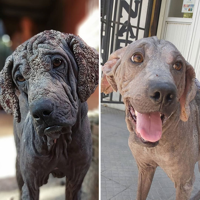 See 30 Before And After Dogs Rescued From The Streets By A Chilean Man