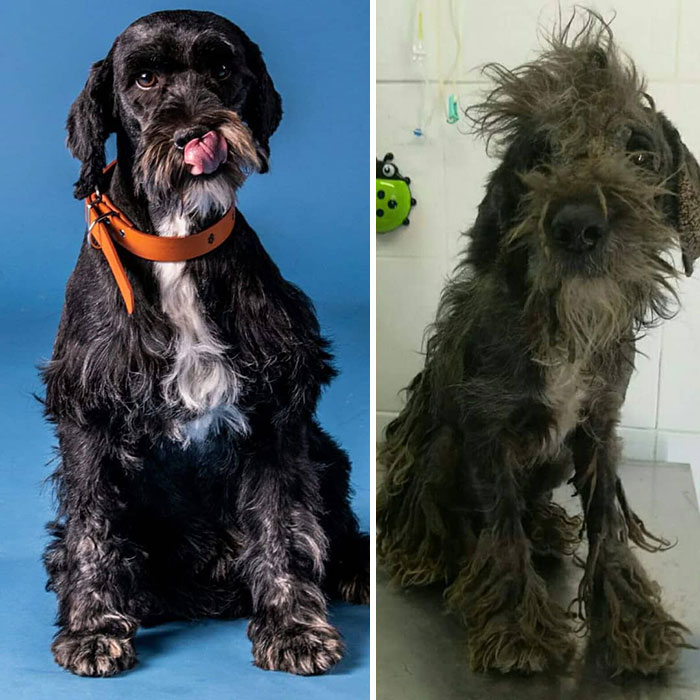 See 30 Before And After Dogs Rescued From The Streets By A Chilean Man