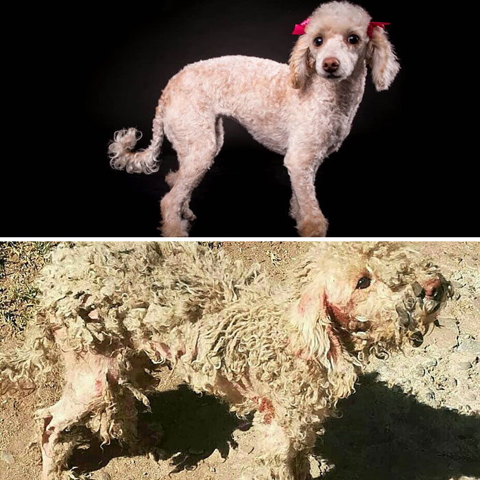 See 30 Before And After Dogs Rescued From The Streets By A Chilean Man