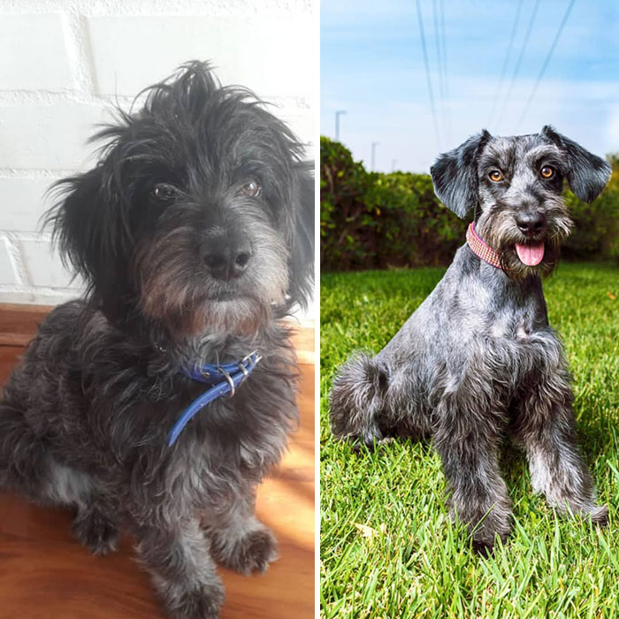See 30 Before And After Dogs Rescued From The Streets By A Chilean Man