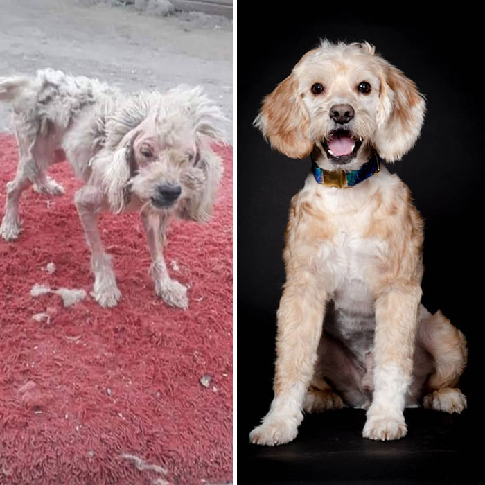 See 30 Before And After Dogs Rescued From The Streets By A Chilean Man