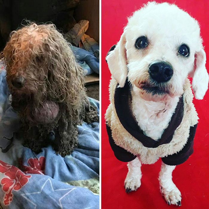 See 30 Before And After Dogs Rescued From The Streets By A Chilean Man