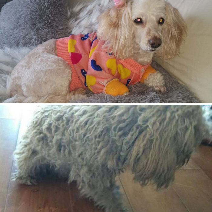 See 30 Before And After Dogs Rescued From The Streets By A Chilean Man