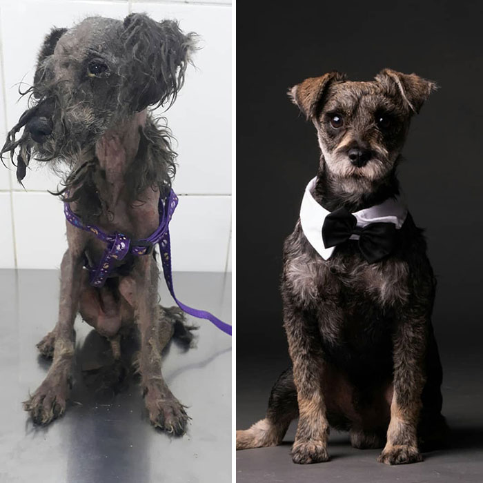 See 30 Before And After Dogs Rescued From The Streets By A Chilean Man
