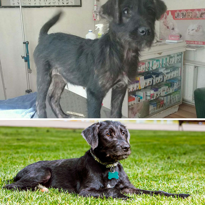 See 30 Before And After Dogs Rescued From The Streets By A Chilean Man