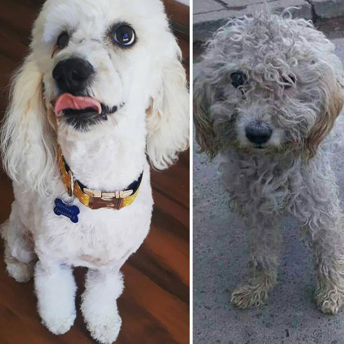 See 30 Before And After Dogs Rescued From The Streets By A Chilean Man