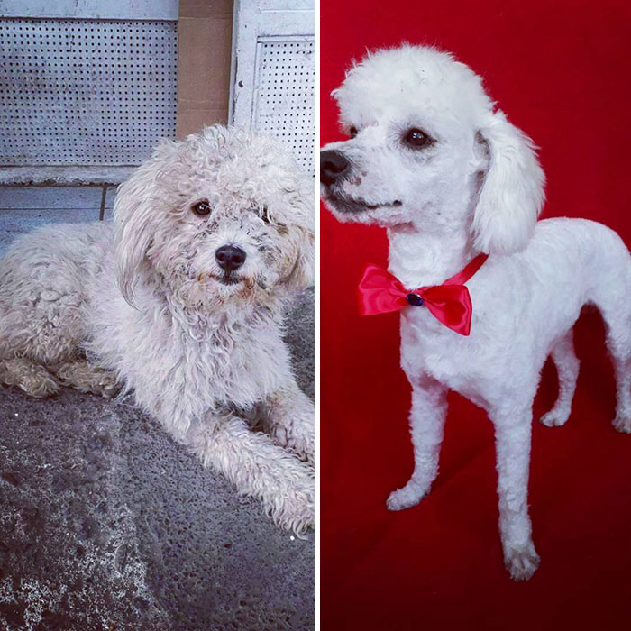 See 30 Before And After Dogs Rescued From The Streets By A Chilean Man