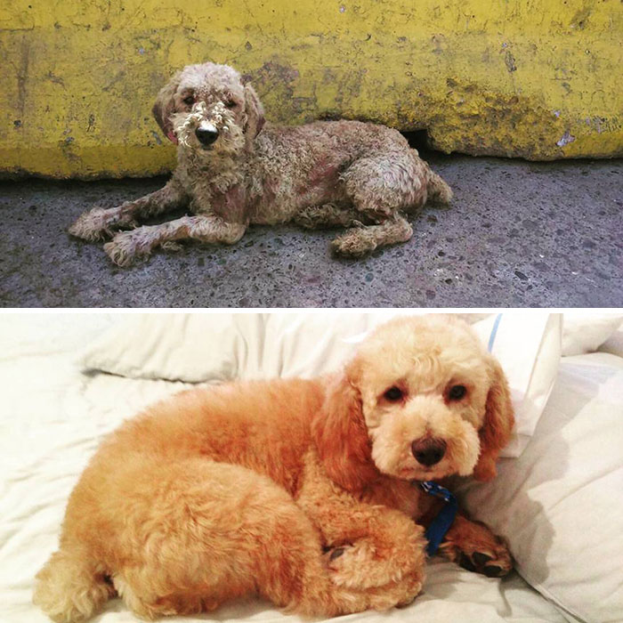See 30 Before And After Dogs Rescued From The Streets By A Chilean Man