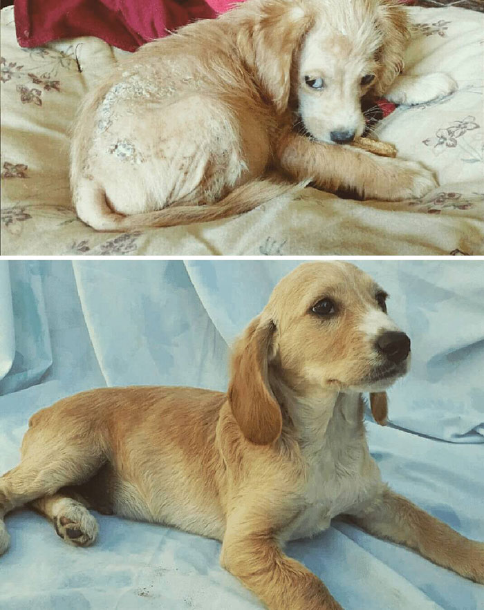 See 30 Before And After Dogs Rescued From The Streets By A Chilean Man