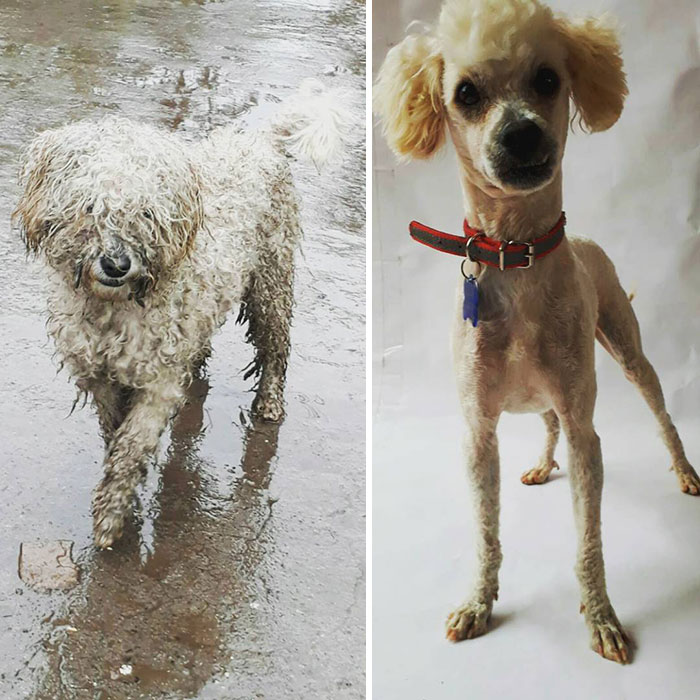See 30 Before And After Dogs Rescued From The Streets By A Chilean Man