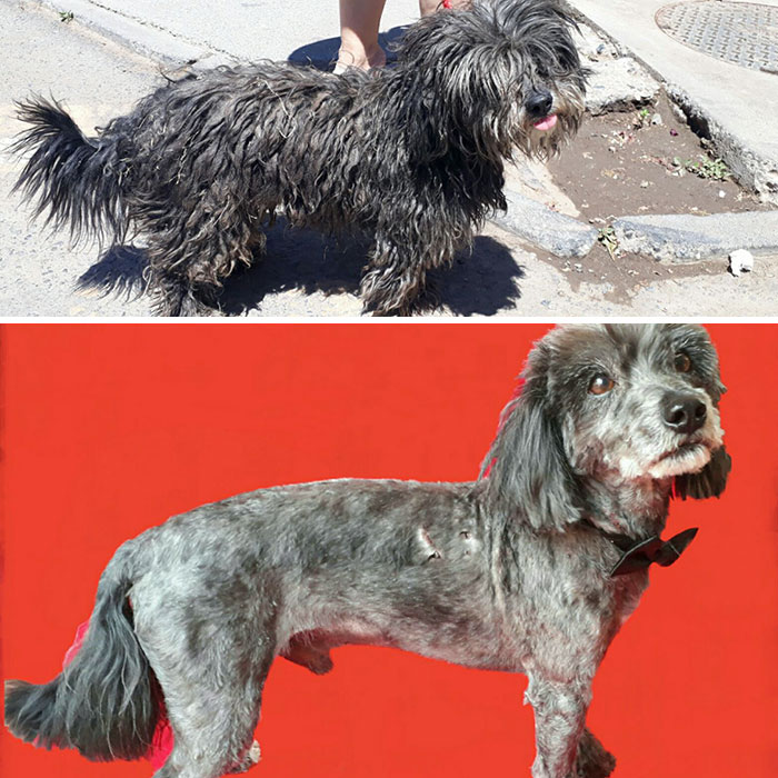 See 30 Before And After Dogs Rescued From The Streets By A Chilean Man