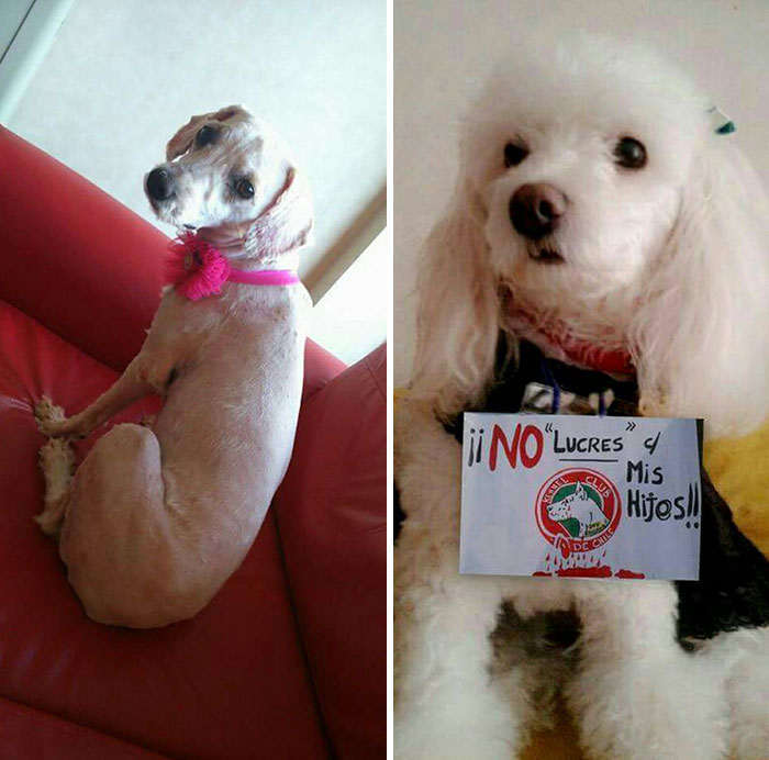 See 30 Before And After Dogs Rescued From The Streets By A Chilean Man