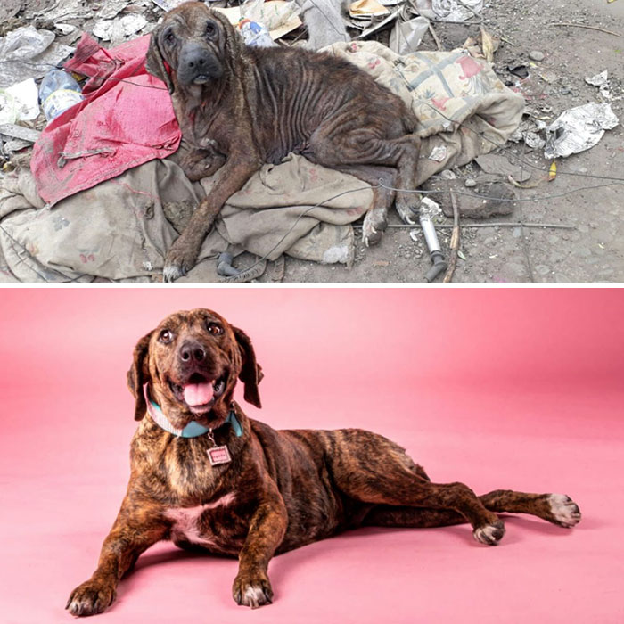 See 30 Before And After Dogs Rescued From The Streets By A Chilean Man