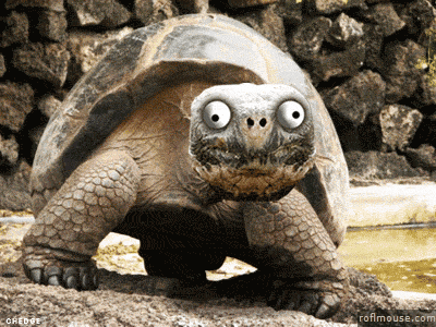 TURTLE-5e0c86dda6cdc.gif