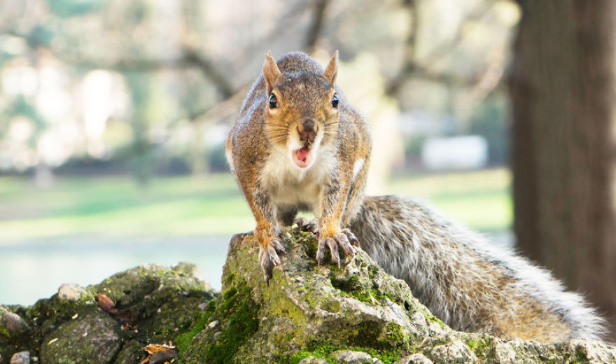 The First-Ever Food Joint For Squirrels Is Booming In Lexington, Kentucky The First-Ever Food Joint For Squirrels Is Booming In Lexington, Kentucky