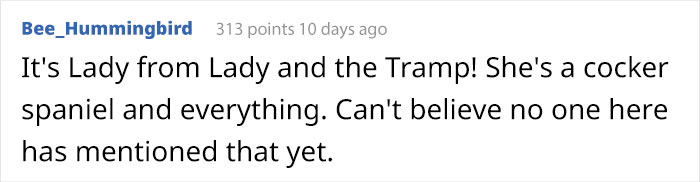 Meet Winnie, The Cocker Spaniel That Looks Like A Real-Life Disney Character