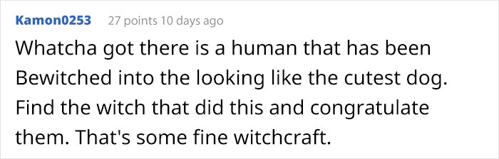 Meet Winnie, The Cocker Spaniel That Looks Like A Real-Life Disney Character