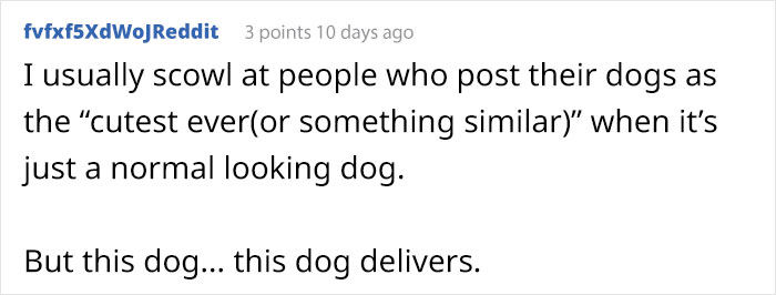 Meet Winnie, The Cocker Spaniel That Looks Like A Real-Life Disney Character Meet Winnie, The Cocker Spaniel That Looks Like A Real-Life Disney Character