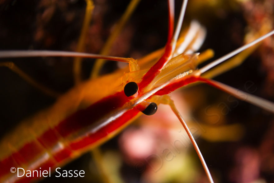 Skunk Shrimp 30mm (0.0984252 Ft)