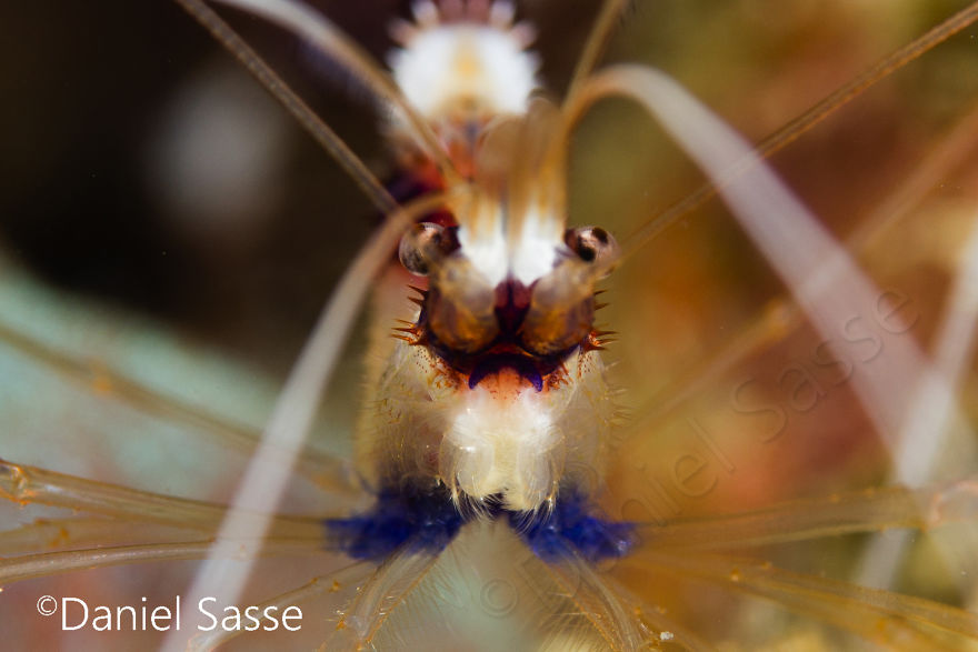 Banded Cleaner Shrimp 40mm (0.131234 Ft)