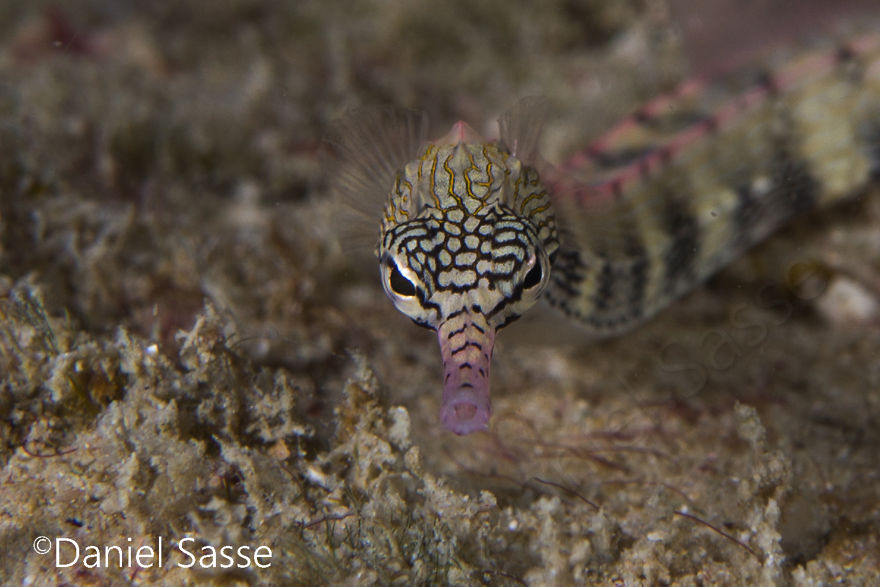 Network Pipefish 60mm (0.19685 Ft) In Length But Only 20mm (0.0656168 Ft) In Width