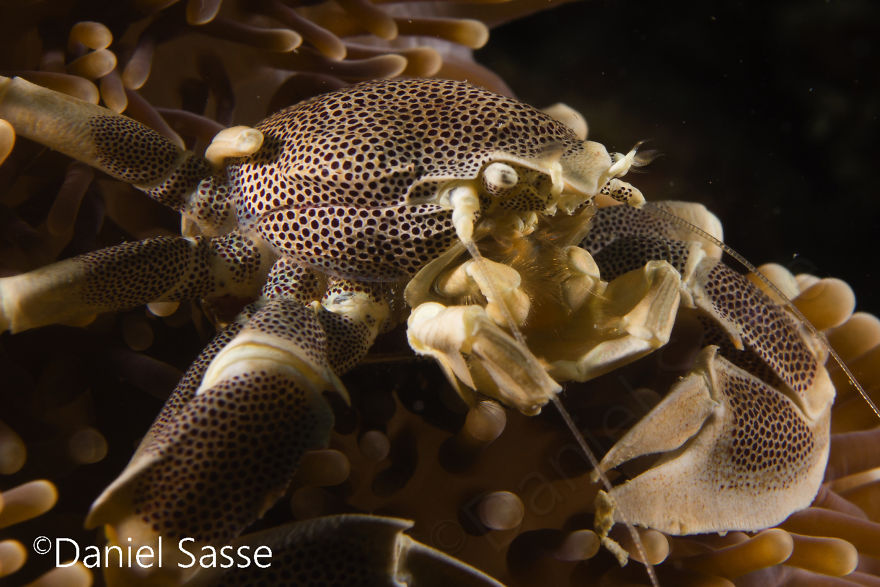 Porcelain Crab 20mm (0.0656168 Ft) In Diameter