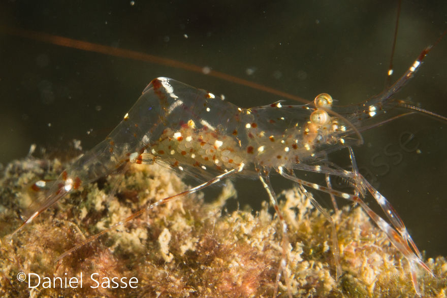 Pregnant Transparent Cleaner Shrimp 15mm (0.0492126 Ft) In Length