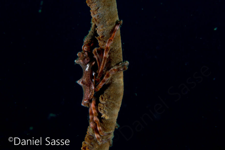 Xenia Crab 15mm (0.0492126 Ft) In Length