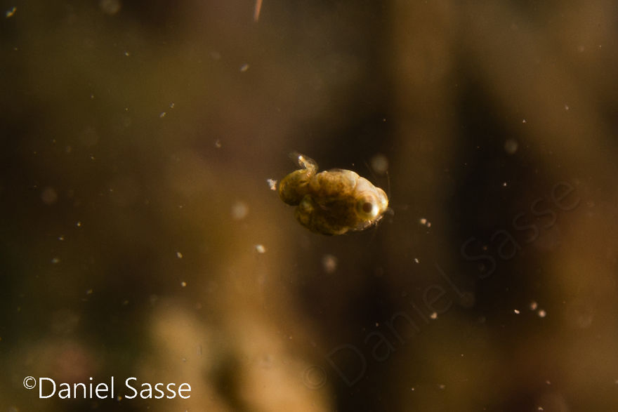 Idiomysis Are About The Size Of A Pin Head 2mm (0.00656168 Ft) The Smallest Ones I Ever Photographed