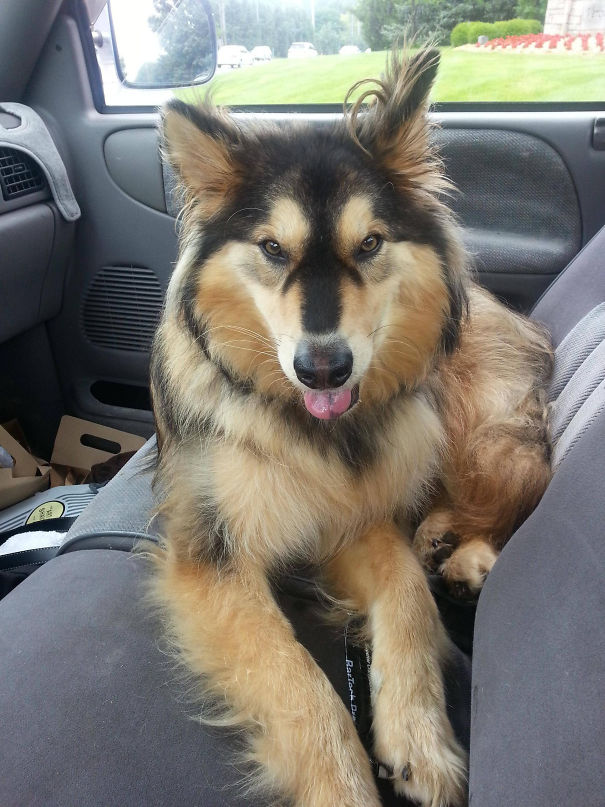 What If We Mix Siberian Huskies With Other Breeds? What If We Mix Siberian Huskies With Other Breeds?