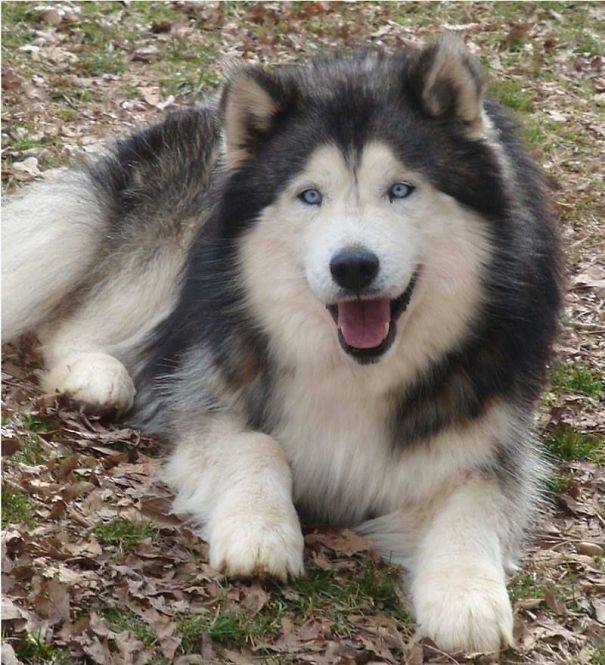 What If We Mix Siberian Huskies With Other Breeds? What If We Mix Siberian Huskies With Other Breeds?