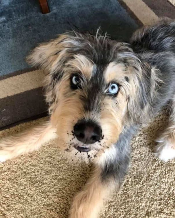 What If We Mix Siberian Huskies With Other Breeds? What If We Mix Siberian Huskies With Other Breeds?