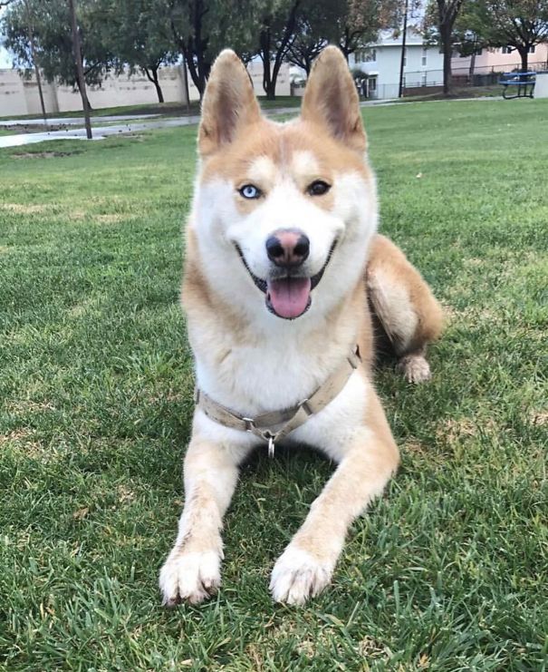 What If We Mix Siberian Huskies With Other Breeds? What If We Mix Siberian Huskies With Other Breeds?